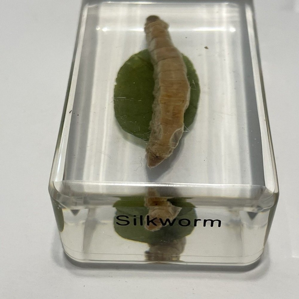 4- Insect Resin Silkworm Moth Cycle Egg Paperweight Taxidermy Specimen Science - Picture 6 of 9